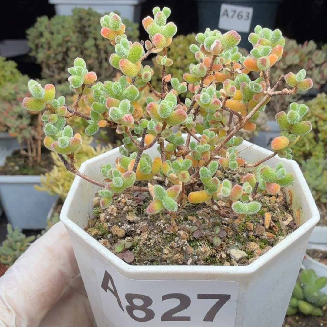 A827精控冰冰虾老桩枝干