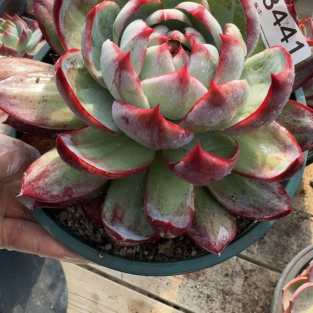 惊鸿仙子 3411..........