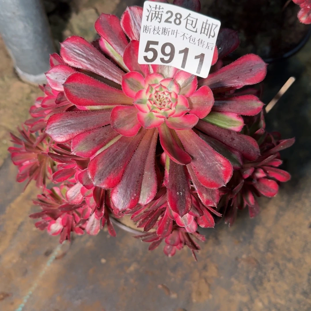 5911同白多肉植物