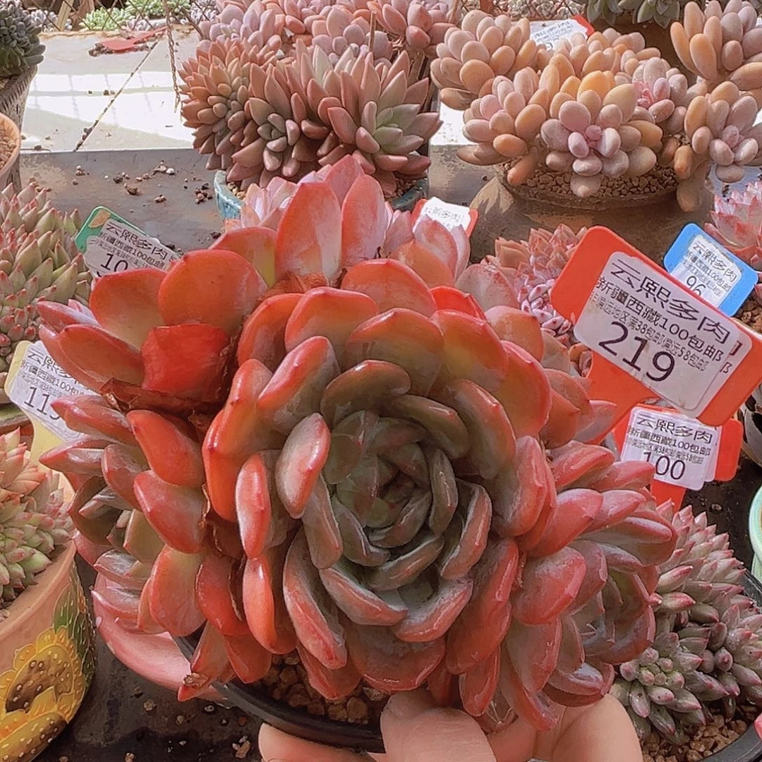 219全明星多肉植物