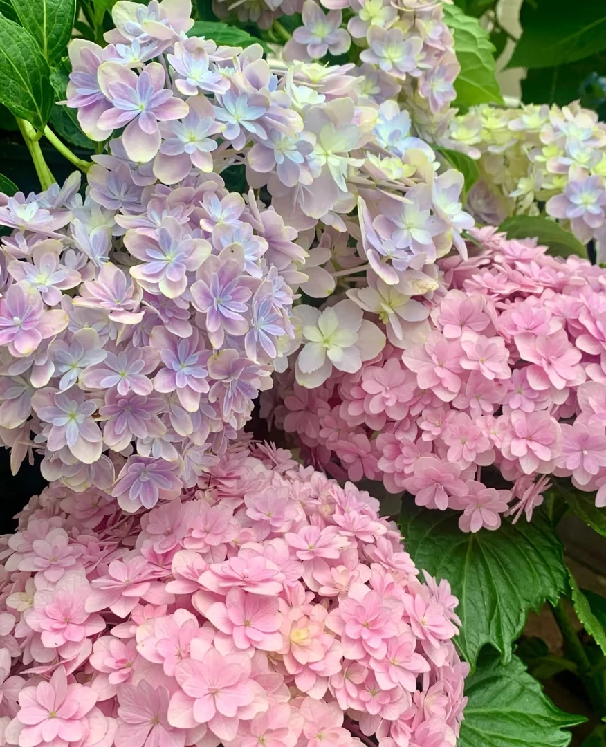 加露天绣球【花手鞠】新老枝条开花 直立性好 花球大 花瓣精致