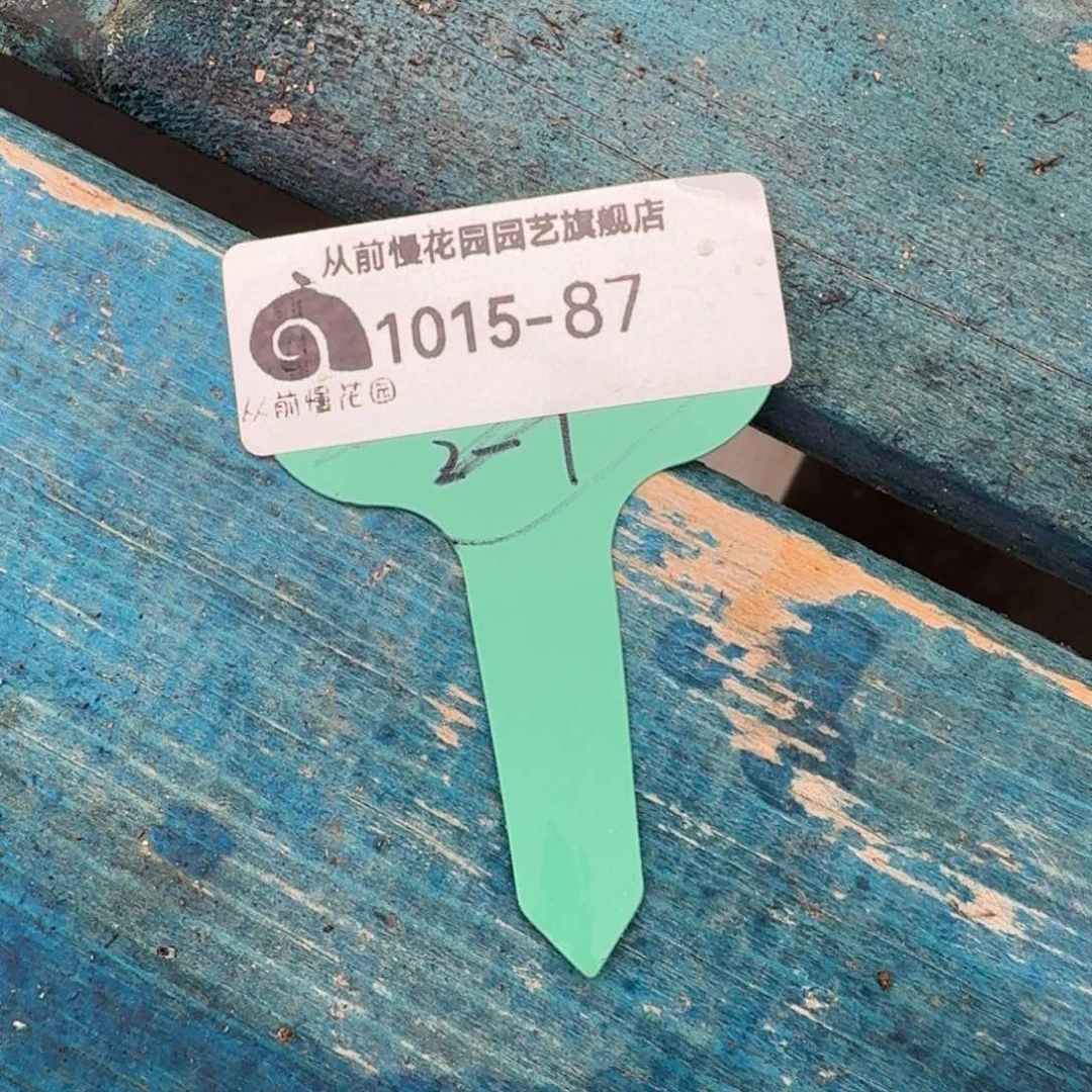 圆***杨从前慢多肉精选编号1016.87