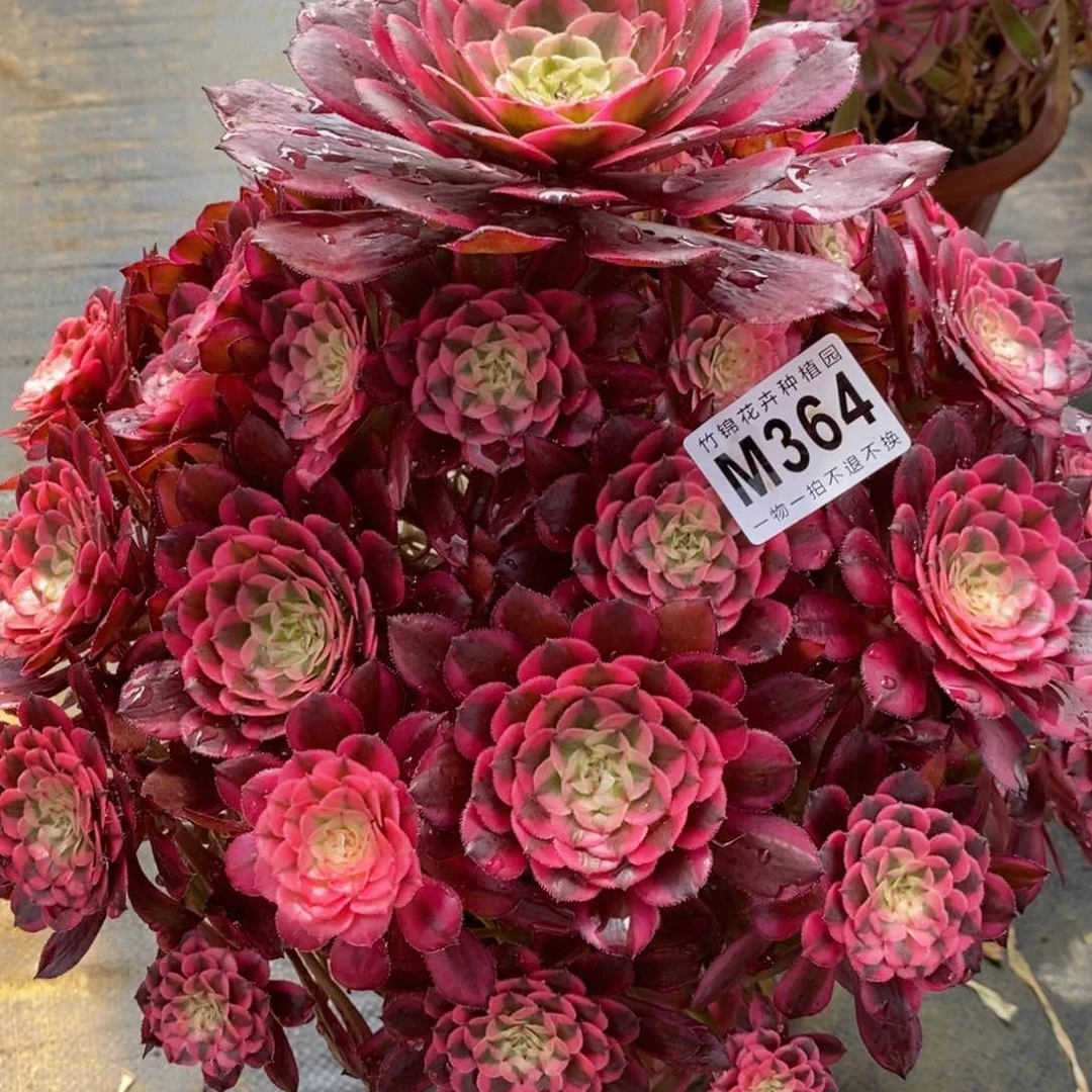 全部花朵蓉*⭐364红彤嫩桩一棵