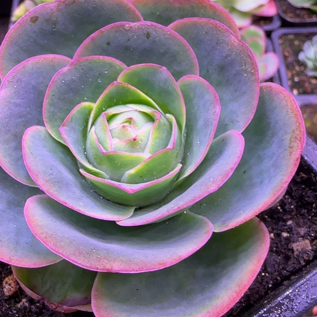 7厘米紫色包心玫瑰1343435353