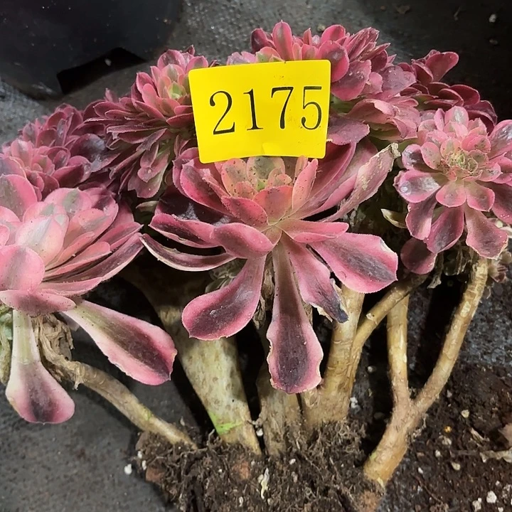 多肉植物福利2175