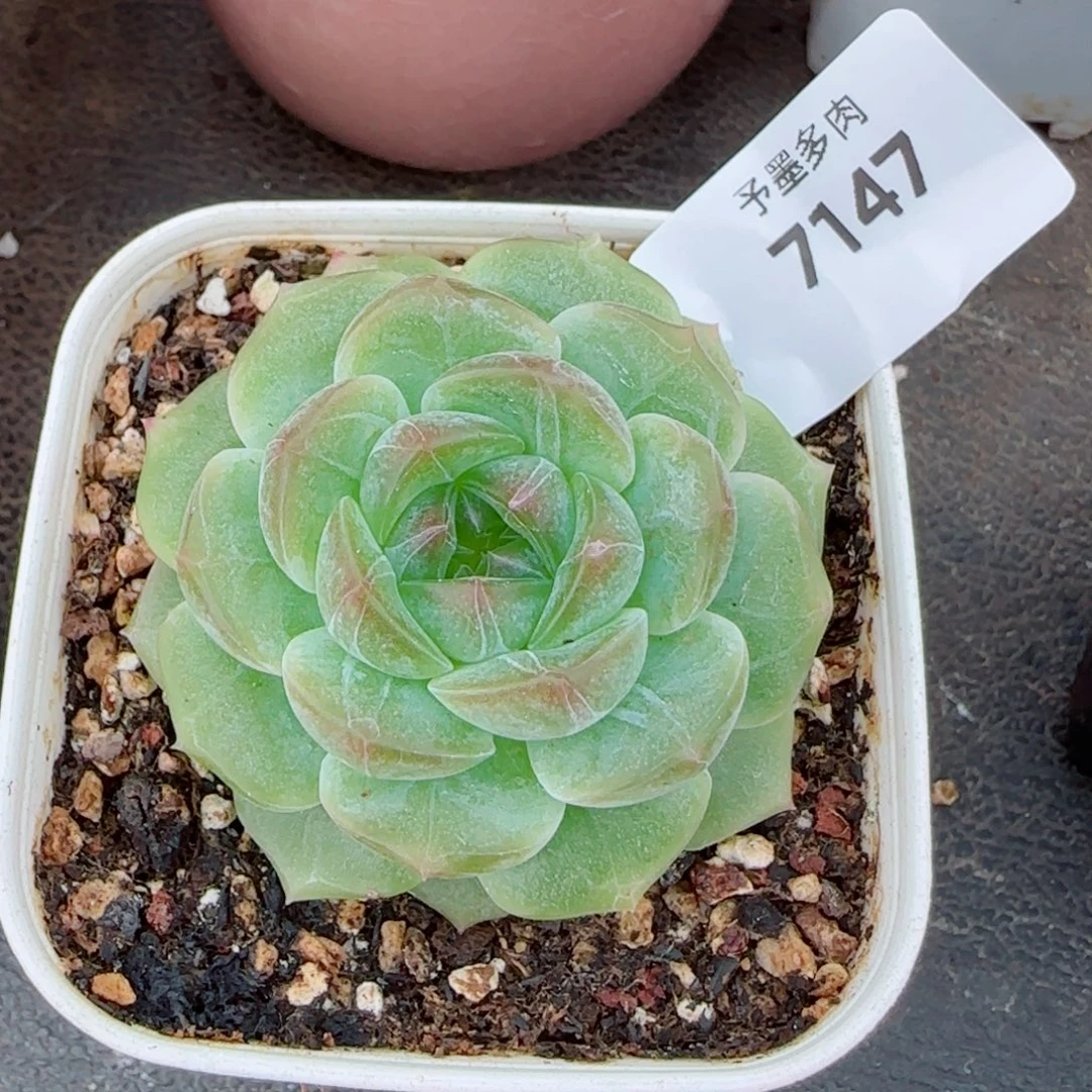无尽灯，7147多肉植物