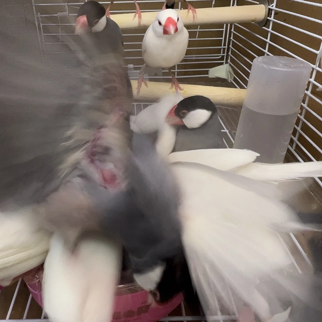 6***6文鸟精品成年文鸟三只颜色备注