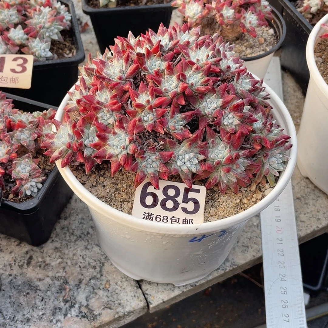 晨溪园艺仙女杯呀