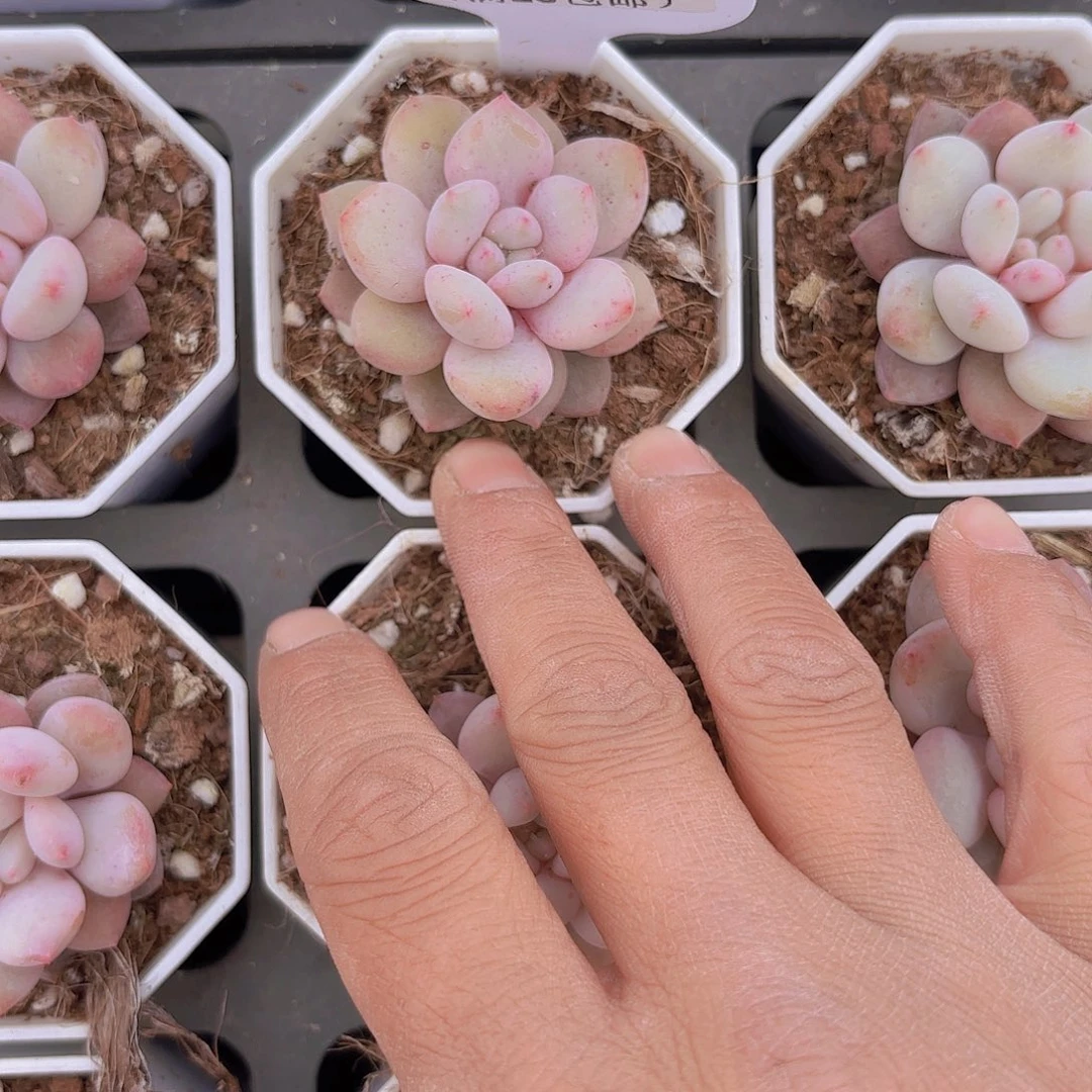 A522半夏一物一拍