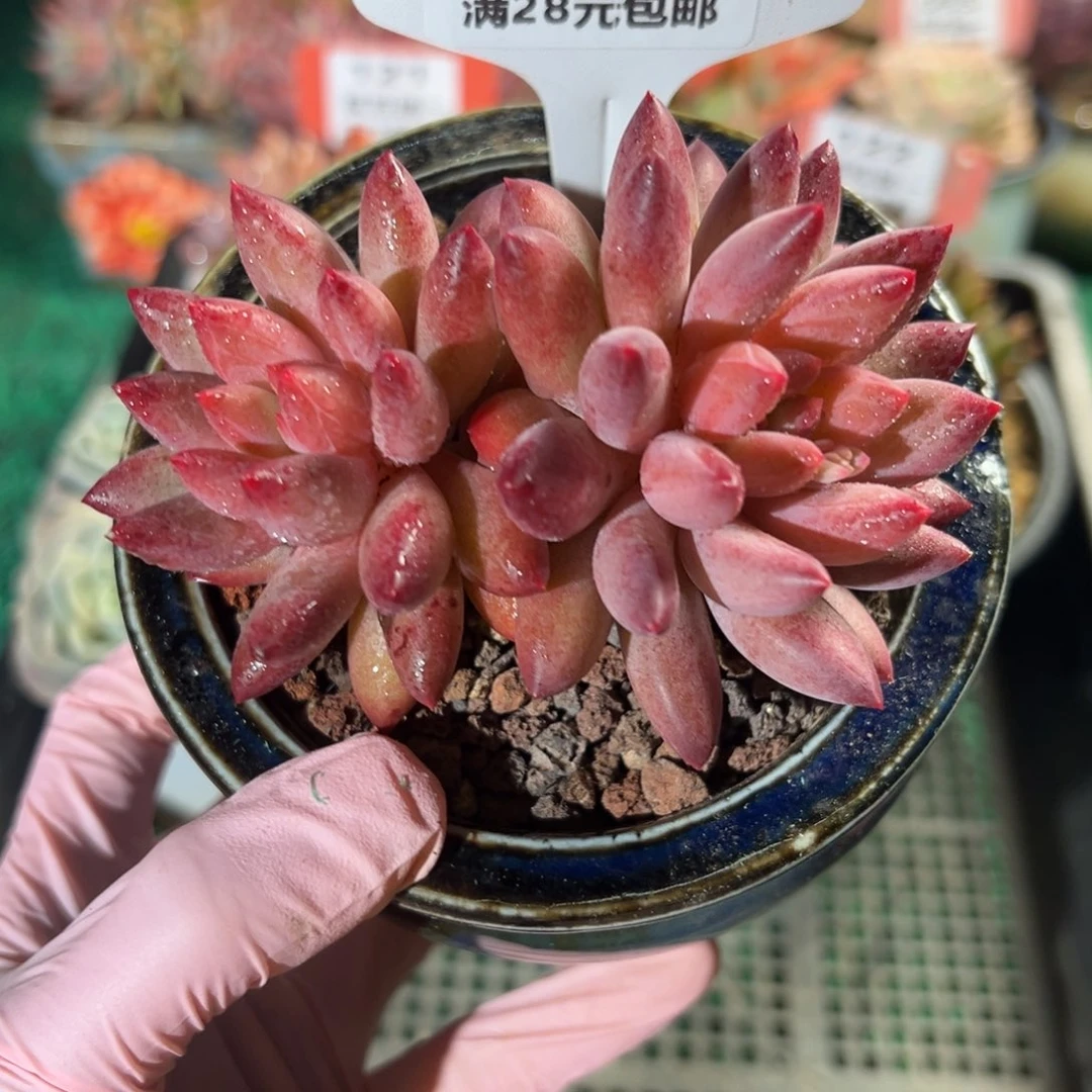 表妹精品多肉植物124.