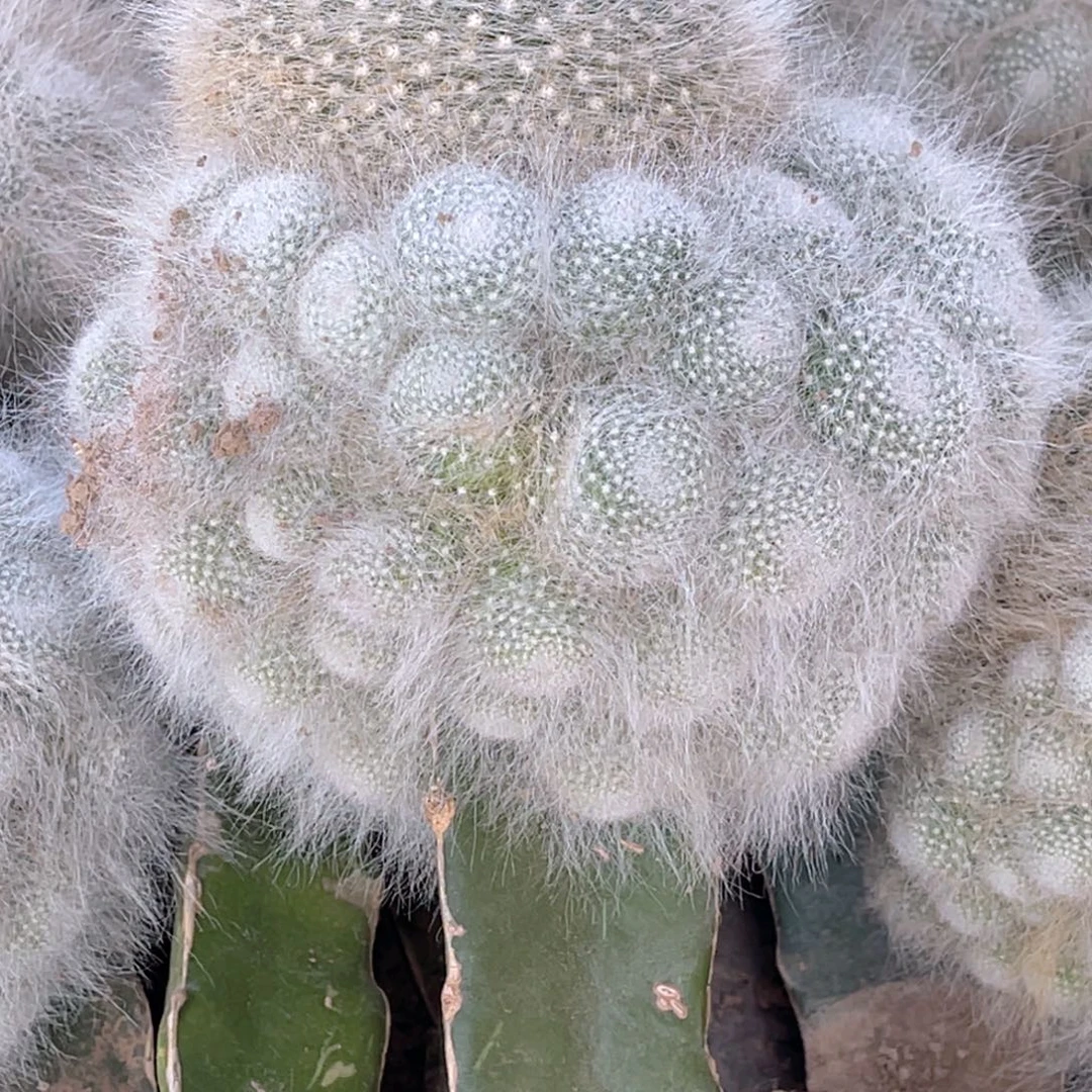 雪原玉翁 嫁接 带根