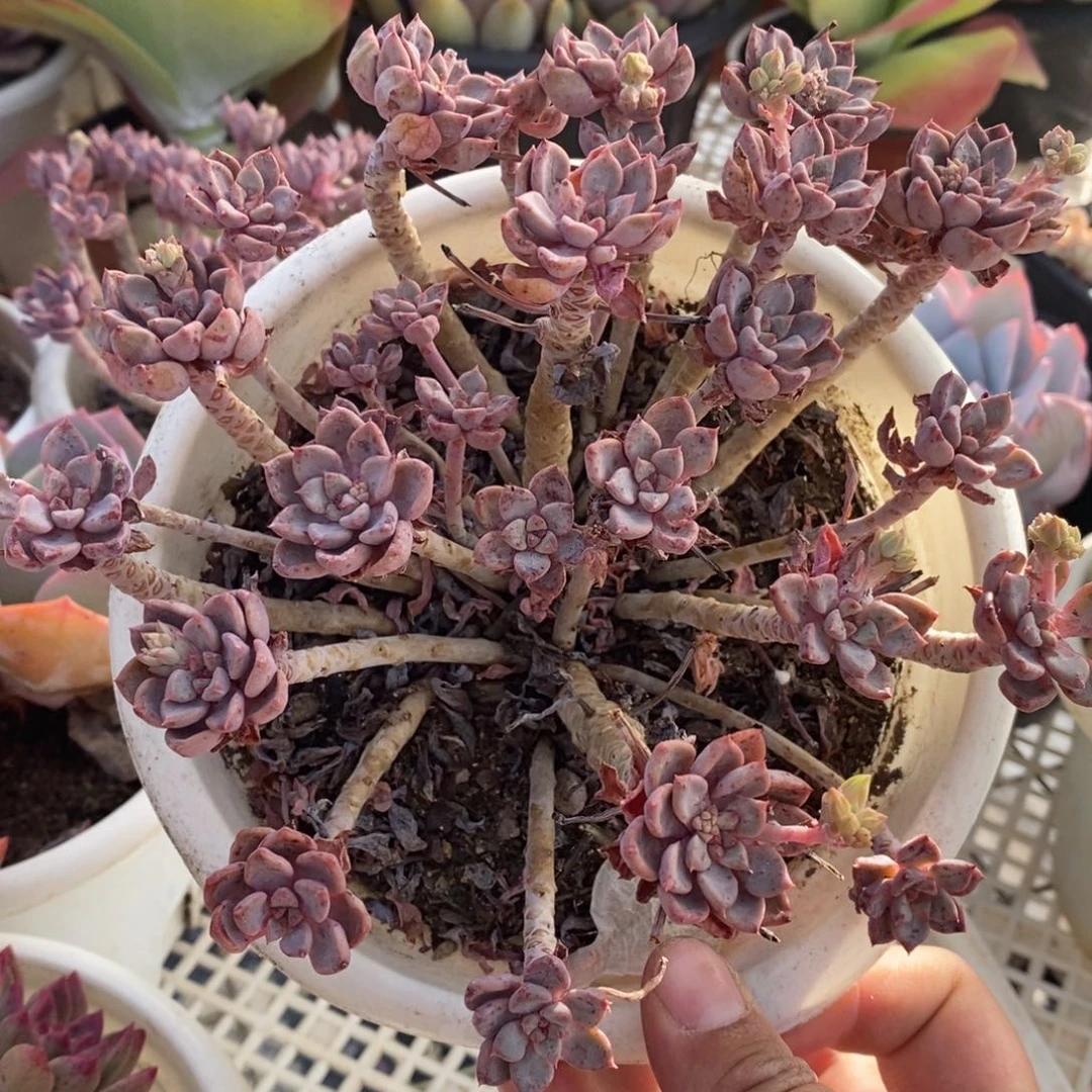 粉布偶整桩整群老桩