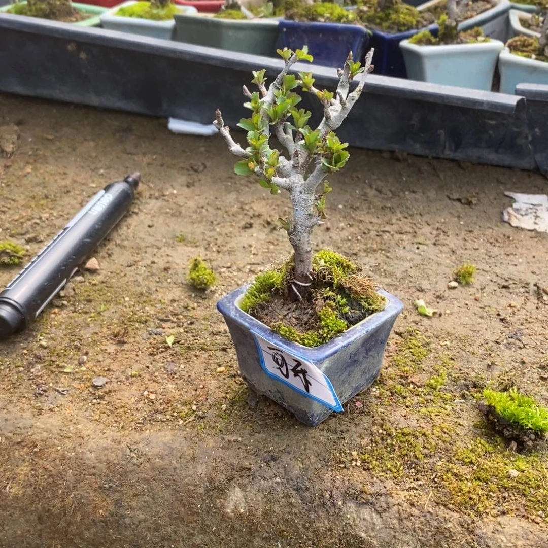 【闪购商品】长寿梅盆景艺术中心长寿梅盆景艺术中心