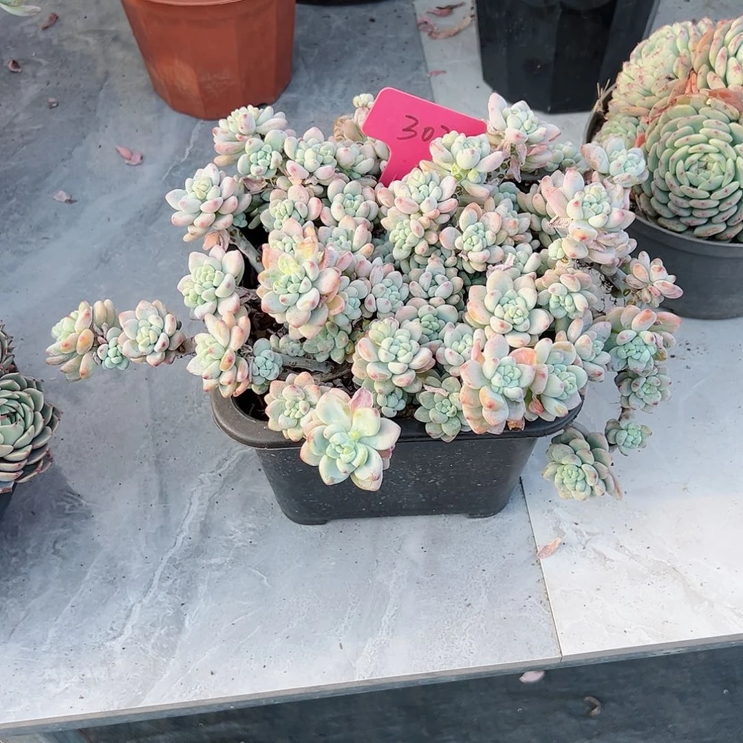 小*球302劳尔多肉植物