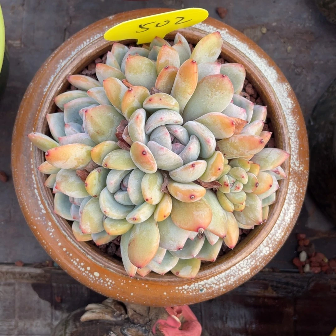 糖心星影群生无砍502