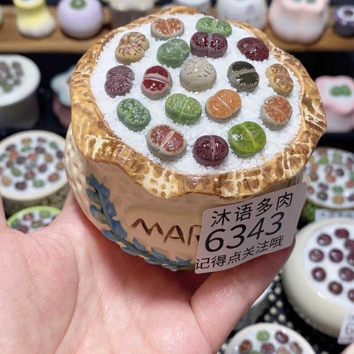 带盆土植物 一物一拍6343