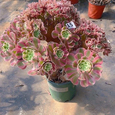 全部花朵粉女缀法师法师15