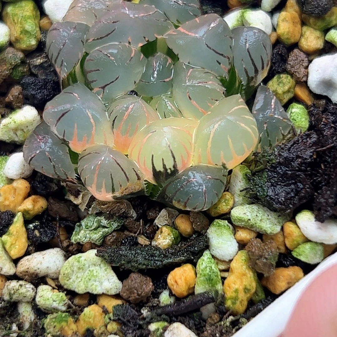 冰灯锦十二卷多肉植物