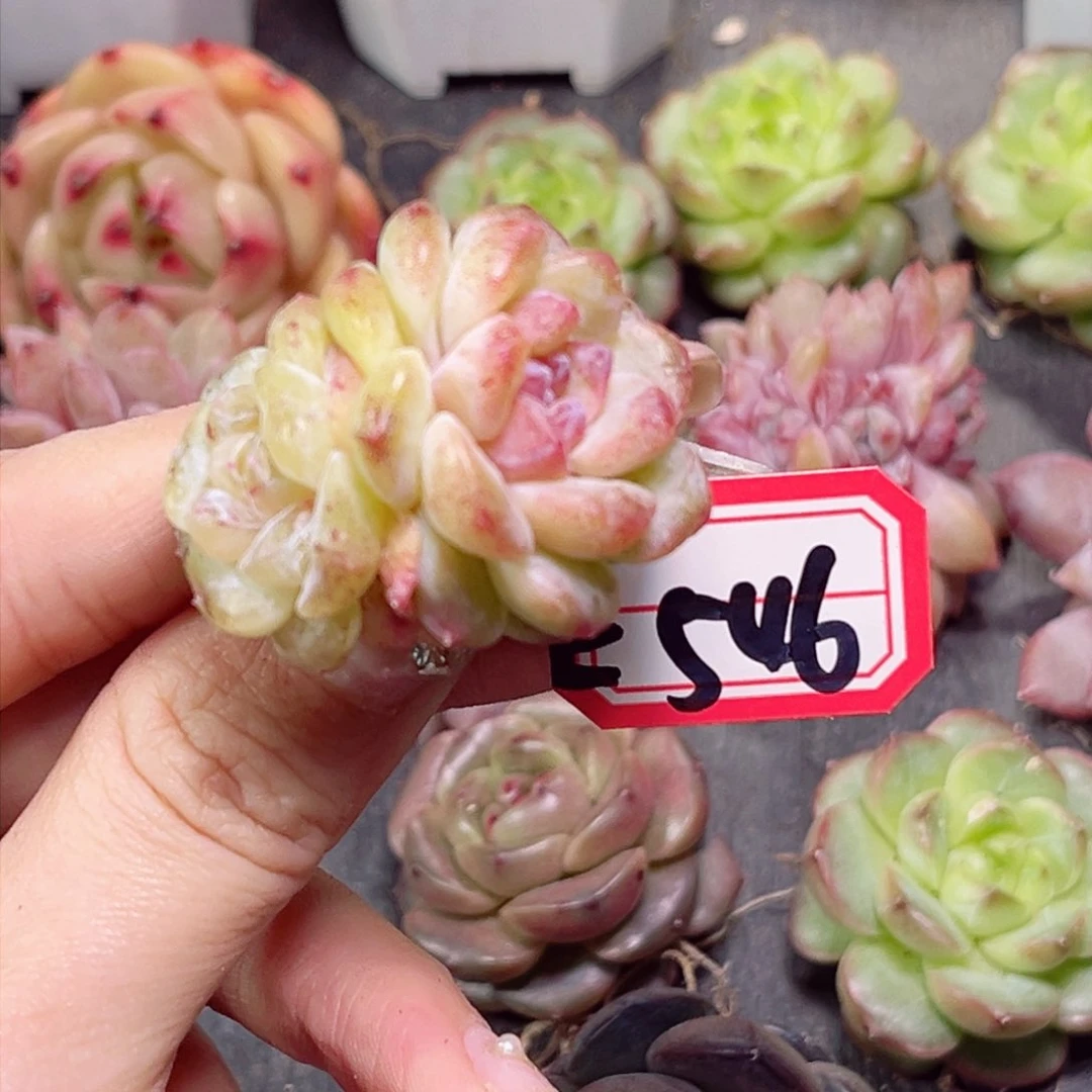 E546 杏花村一物一拍