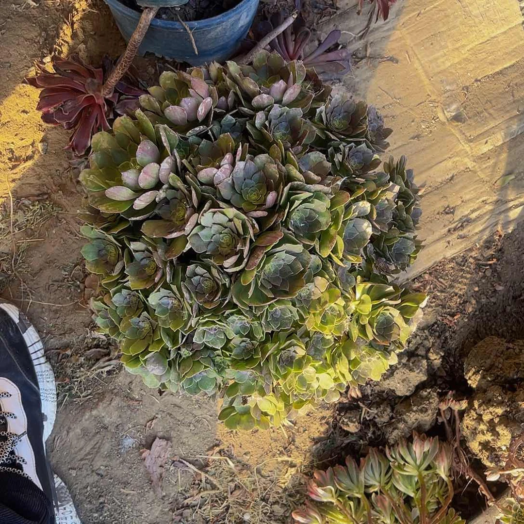 万圣节法师多肉3-6