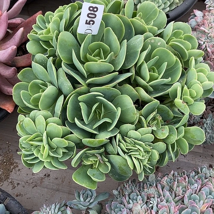 岁***好508碧桃多肉植物多肉
