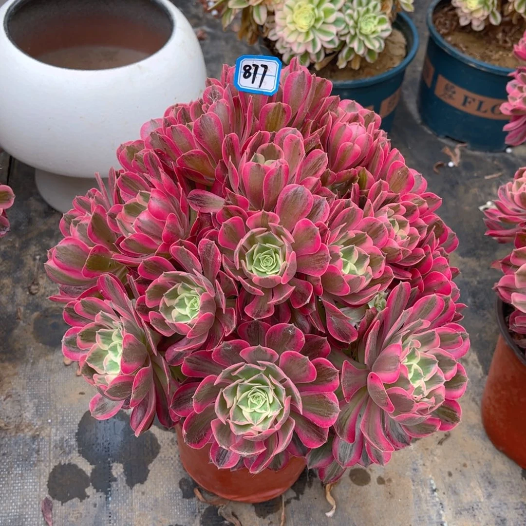 夏**年877男神多肉法师