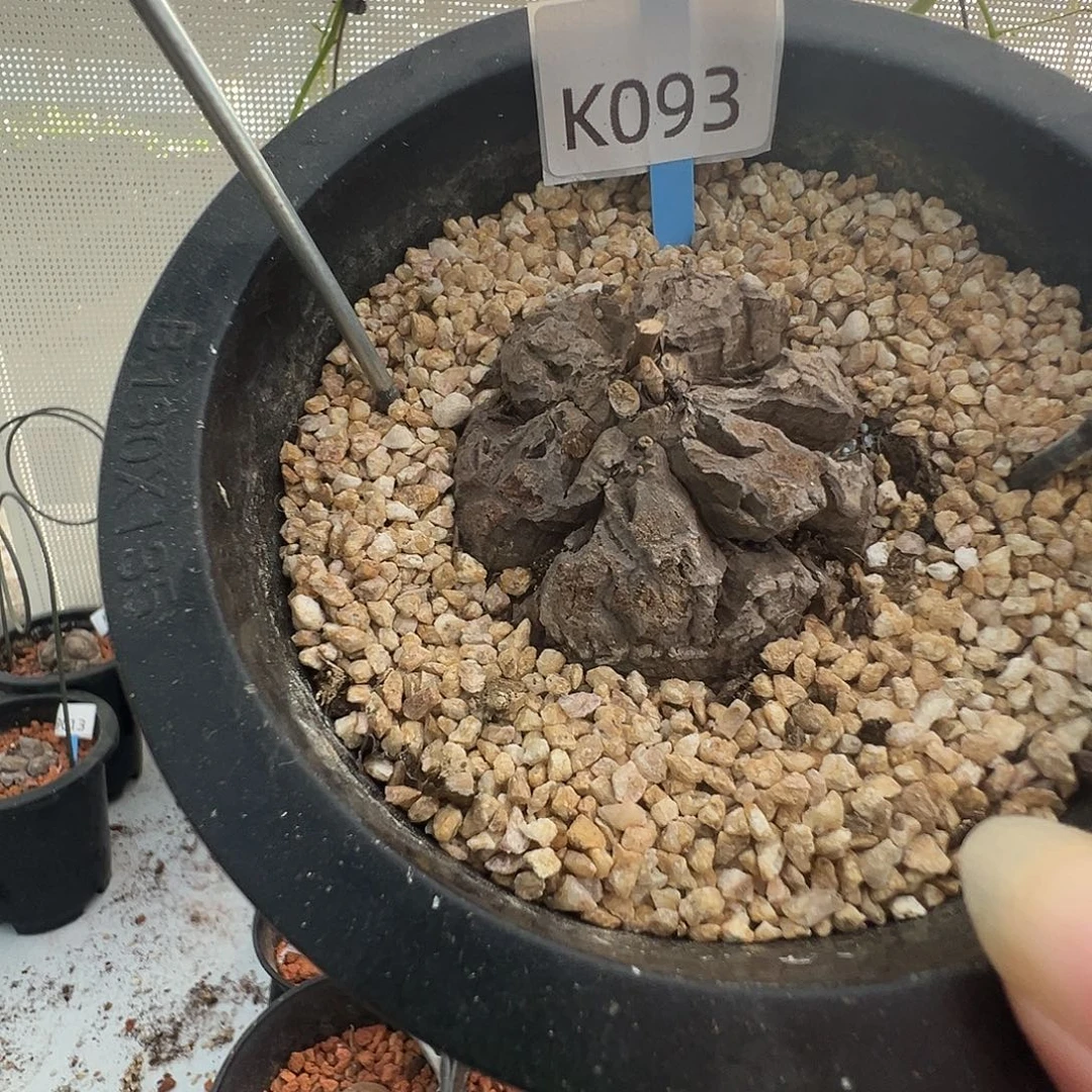 多肉植物专拍 一物一拍 南非龟甲龙093