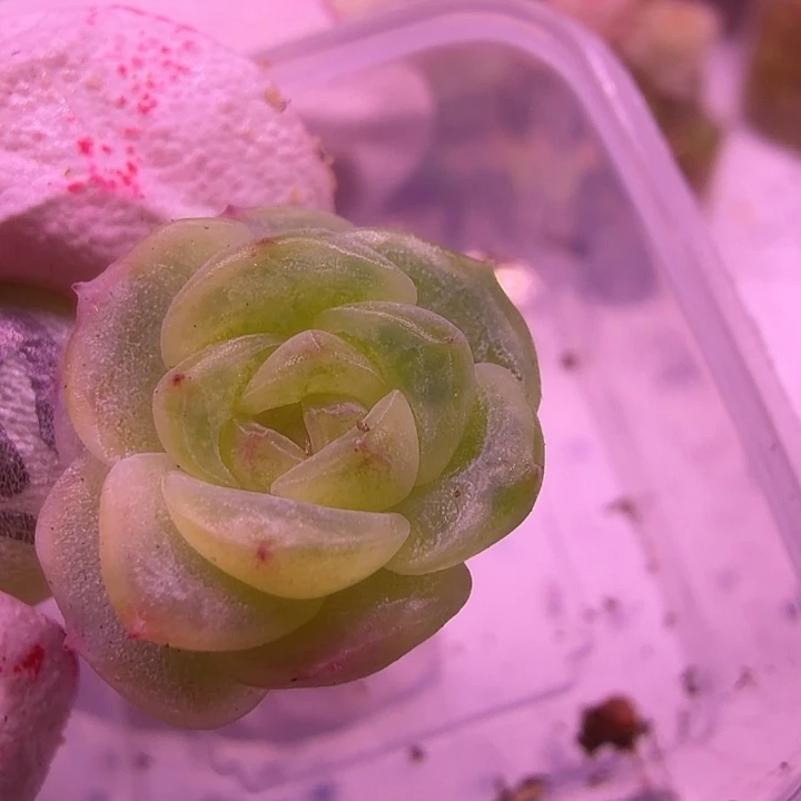 22号，飘枝甜心叶插一物一拍好看的单头