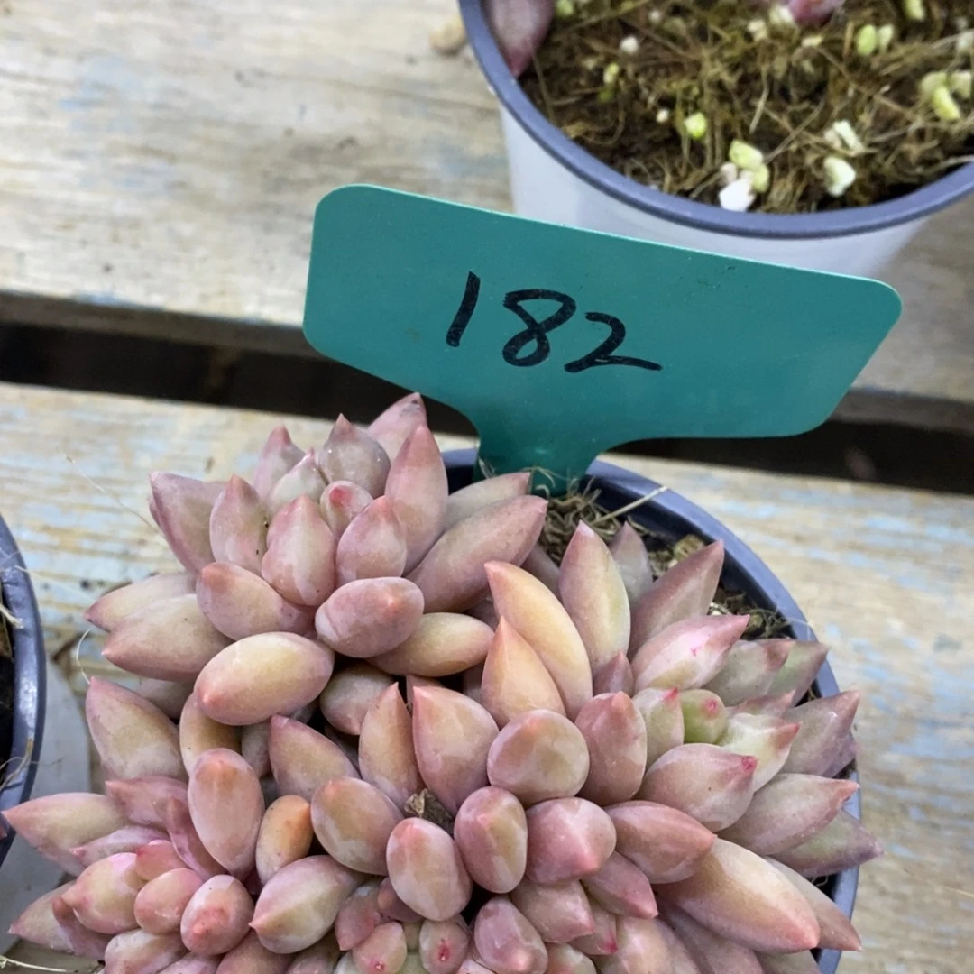 开心多肉，首播第一场，欢迎