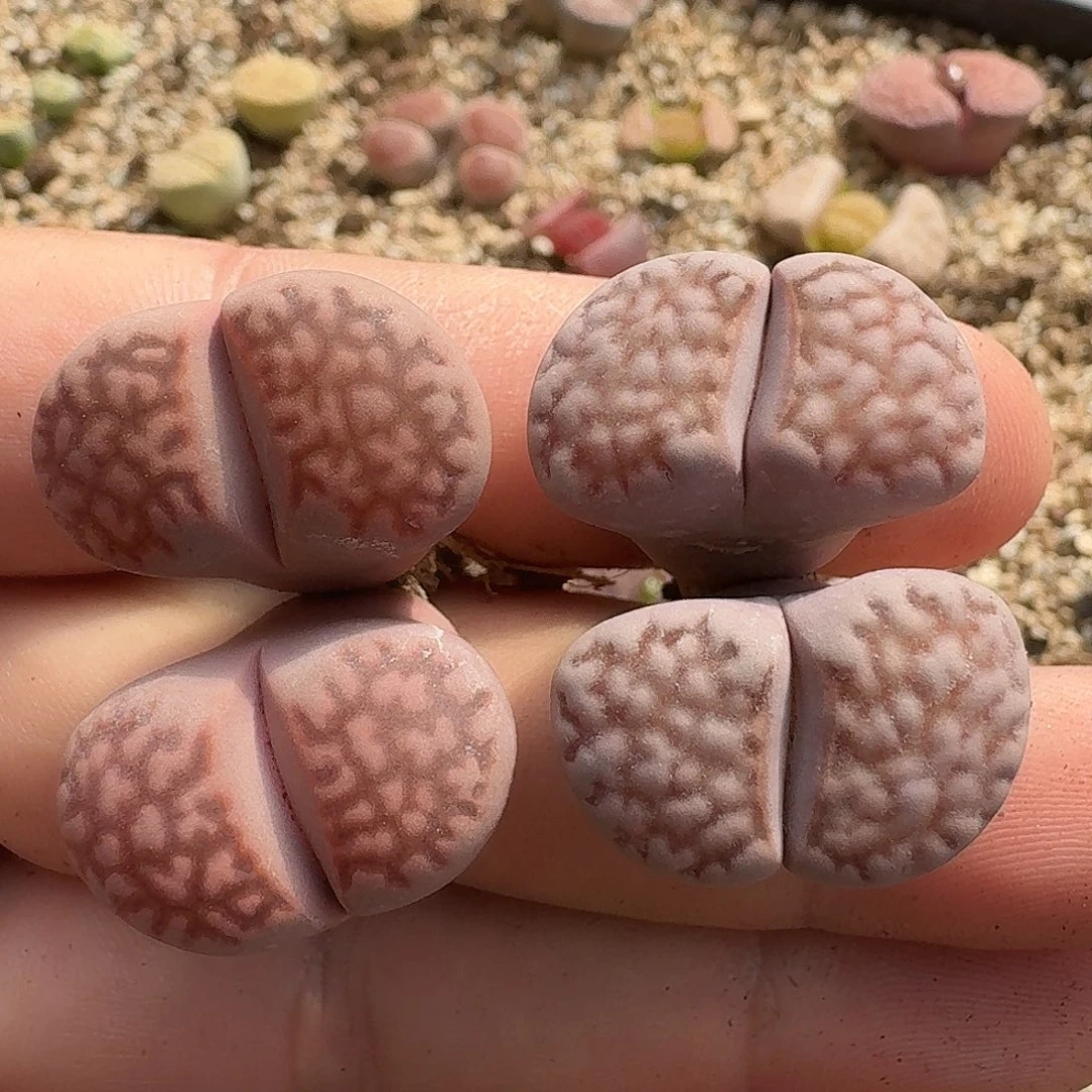 A128新品紫寿丽混合五年