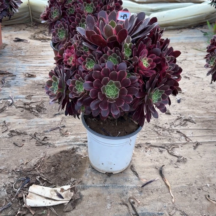 1-89金丝缺多肉植物我