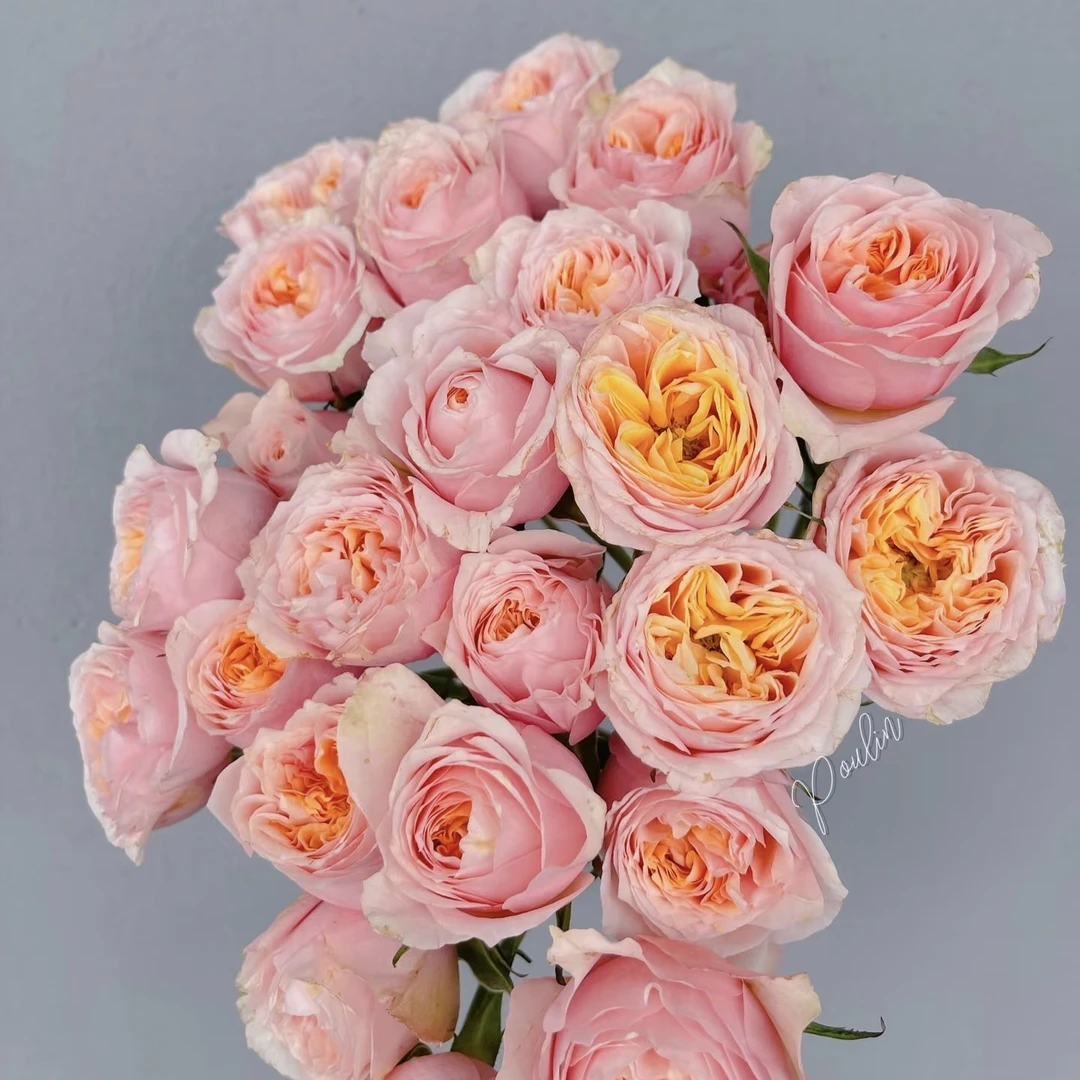 两单包邮！单头【粉蝴蝶】玫瑰