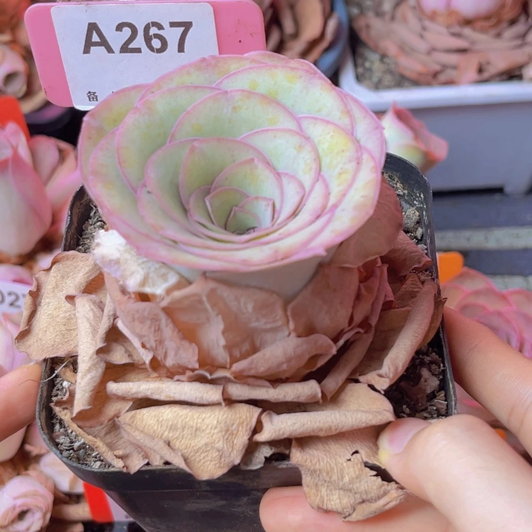 267山地玫瑰粉色