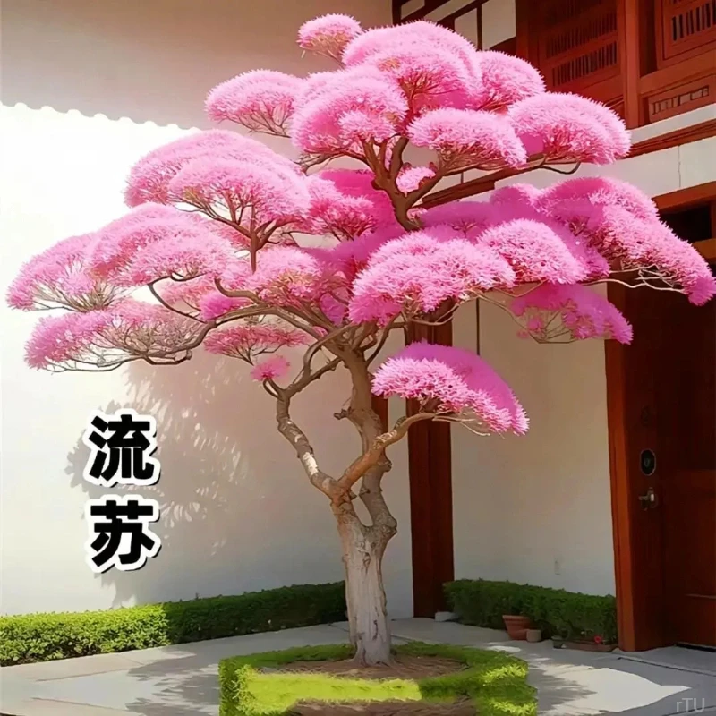 树苗流苏大苗子蚊虫耐热门前耐寒花卉盆栽驱树苗大庭院风景树花木