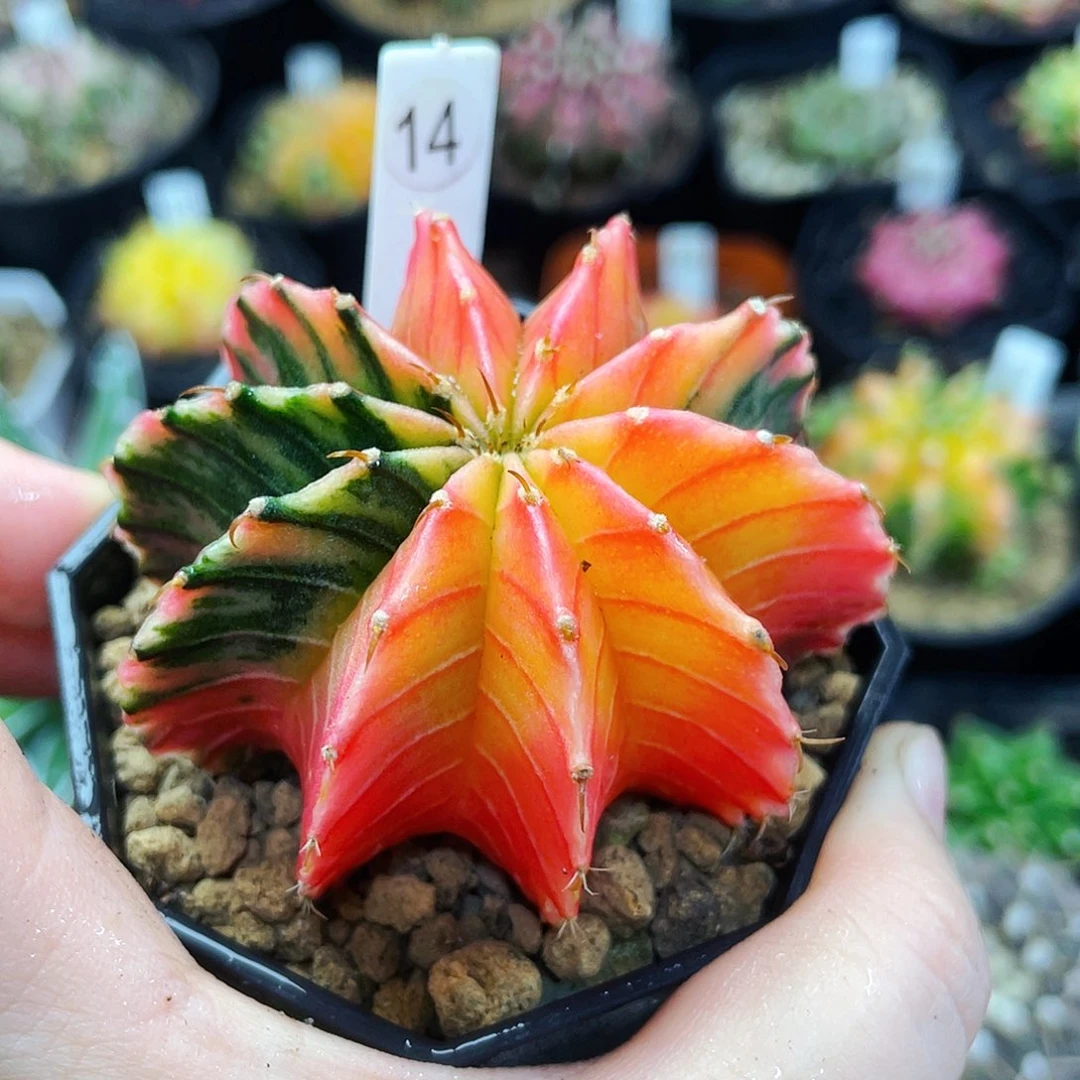 非偏远地区满25包邮仙人球裸根