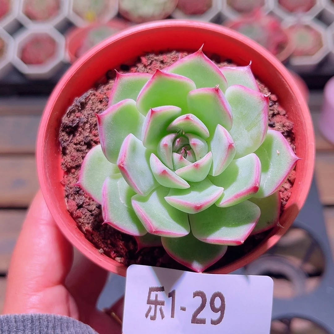 乐然1-29 新品单头