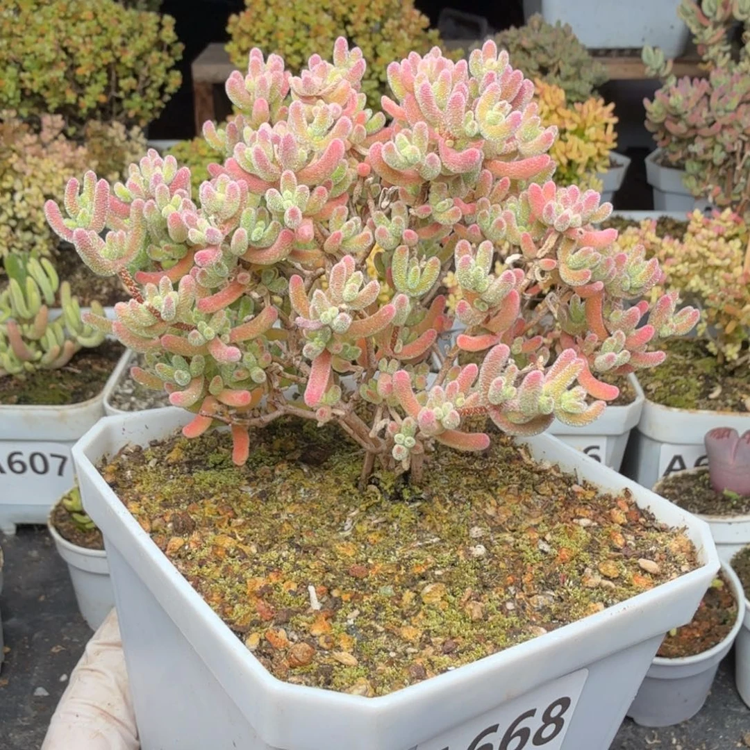 A668红冰晶枝干一物一拍