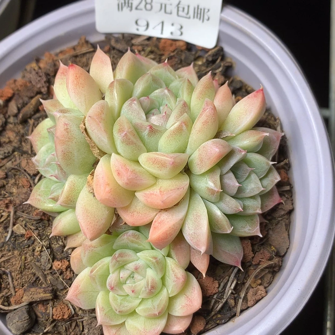 【闪购商品】云943号麦秆