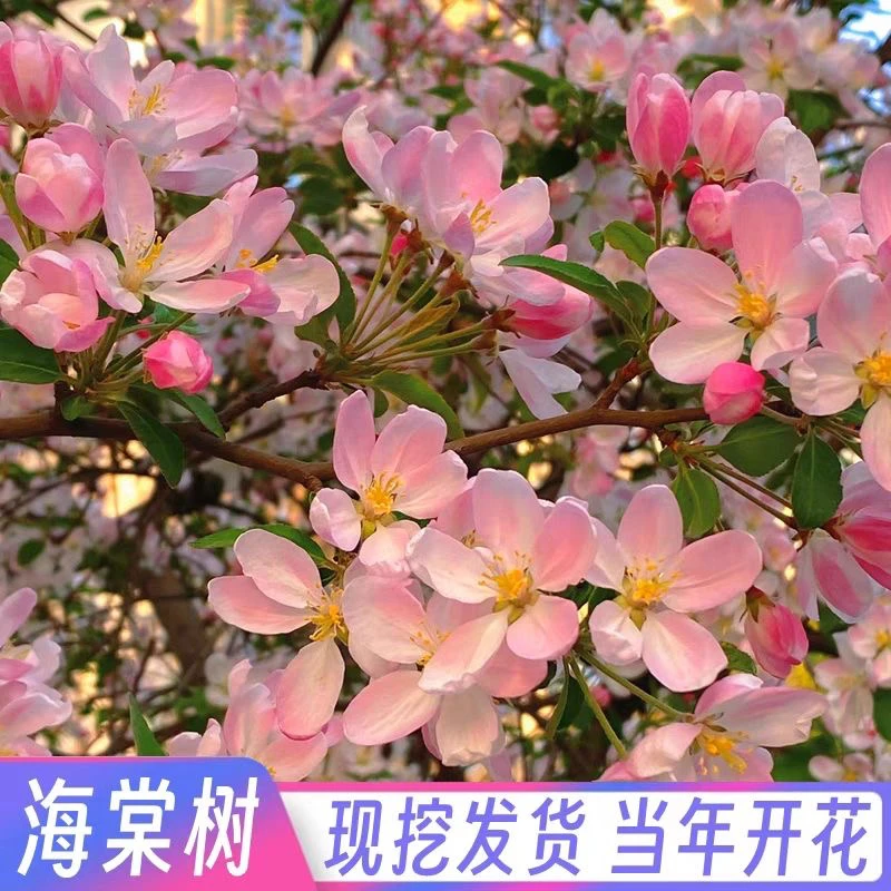 一物一拍现挖现卖庭院地栽垂丝西府海棠树苗耐寒耐热可四季种植
