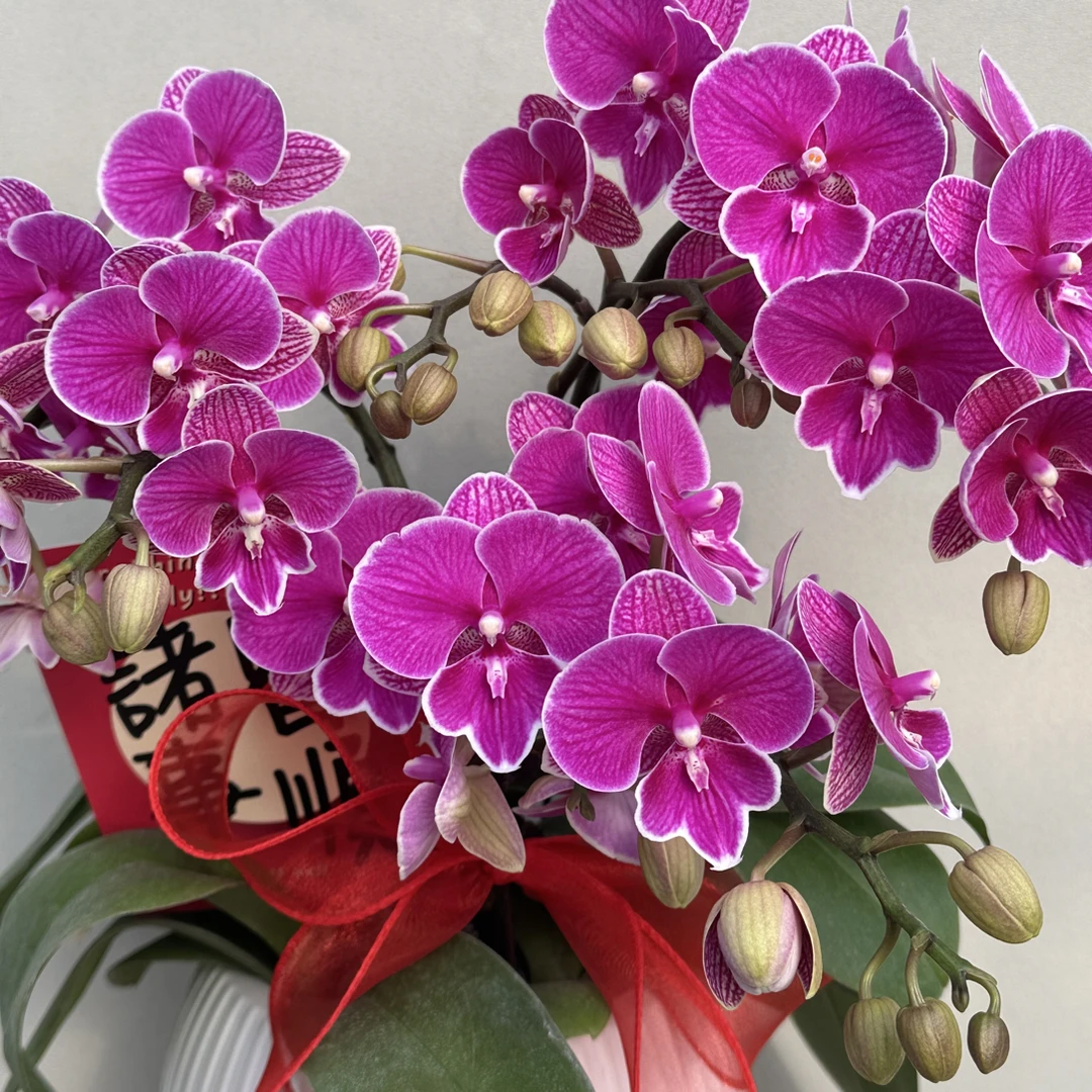 富豪优选（红豆3-3）蝴蝶兰 花期长 拍2份以上配大盆