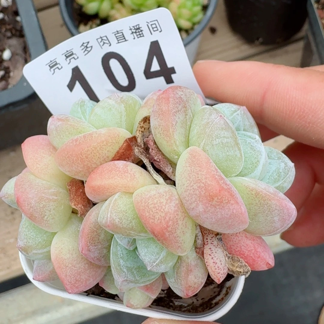 冰玉群生            精美多肉植物