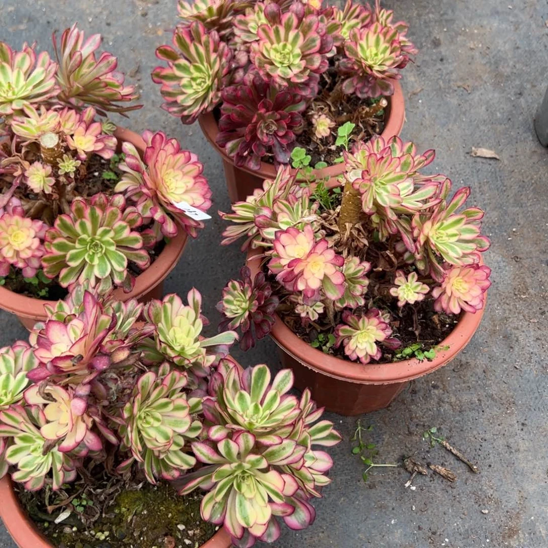 167白月光母本多肉植物