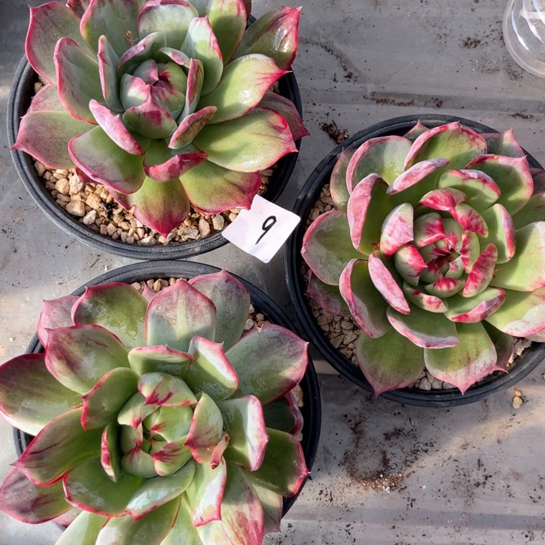 小*哥5.11-9惊鸿三个11111