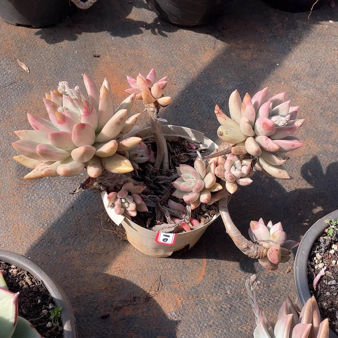 310仙贝 一物一拍多肉