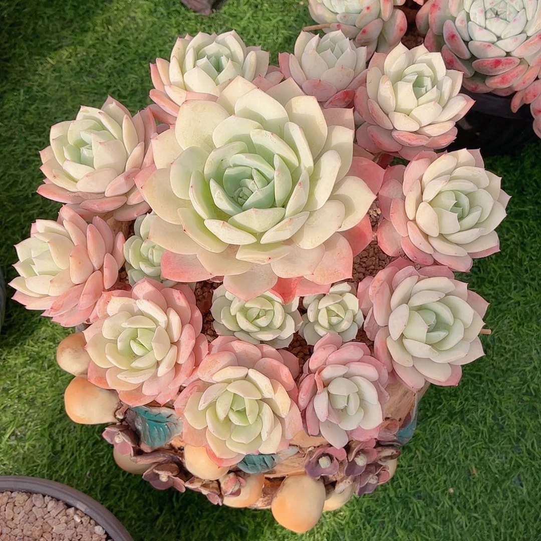 韩版恋曲捧花多肉