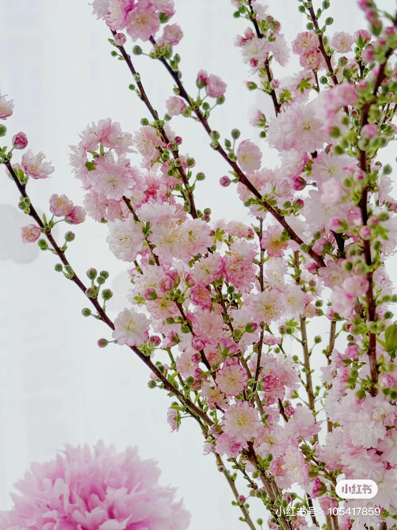 【珍珠李】  任拍三单顺丰空运包邮鲜切花家居花店插花