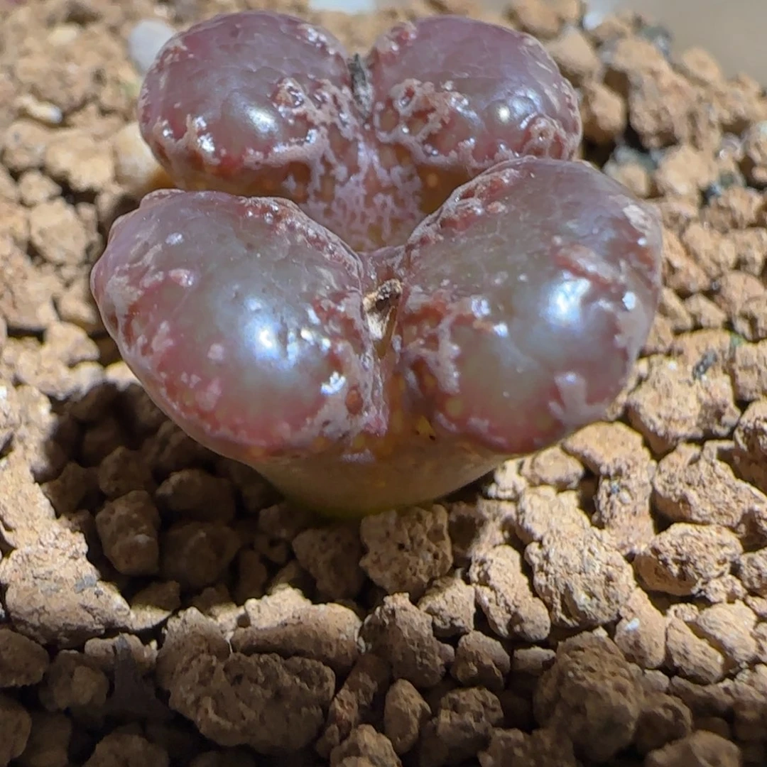 肉锥多肉植物组合-3km勋章36