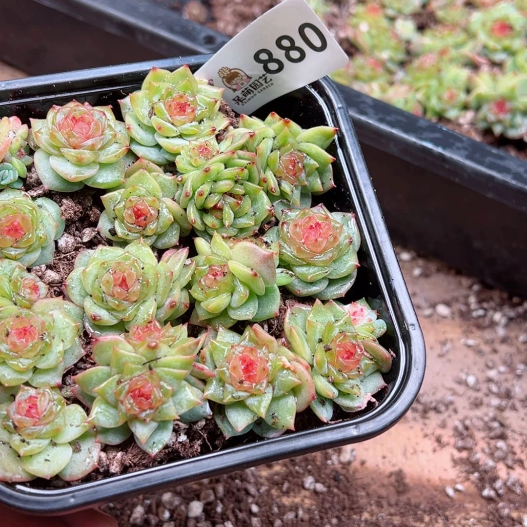 豆***宝多肉植物多肉植物