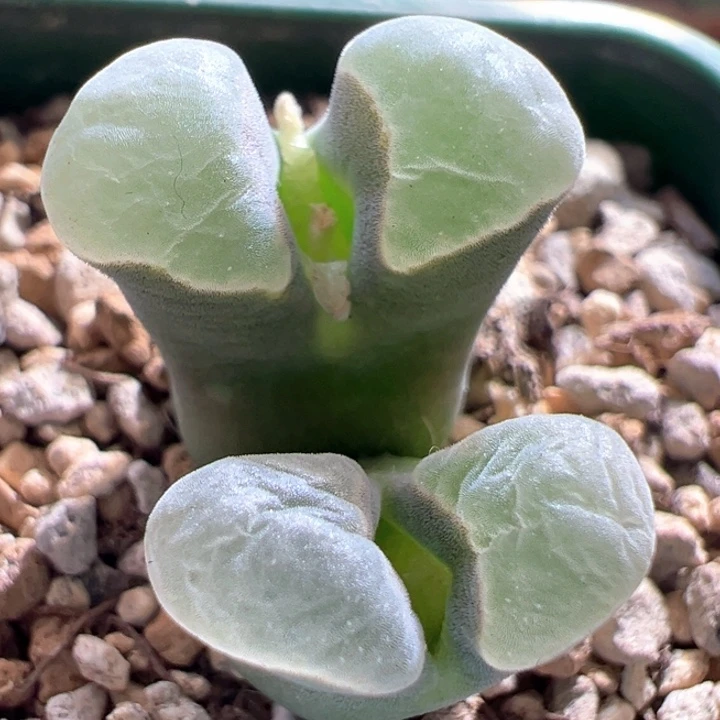 A821.  青蛙种源优选五年紫体白绒窗2151母本。