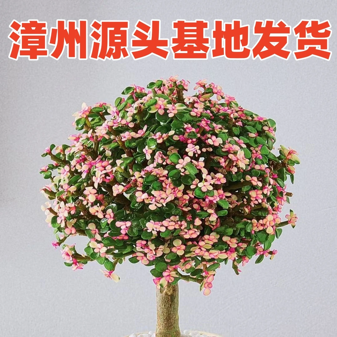 金枝玉叶棒棒糖多肉植物盆栽室内绿植懒人花卉客厅阳台盆景